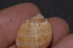 Tonna tankervillii
