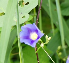 Ipomoea parasitica
