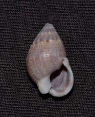 Nassarius gaudiosus