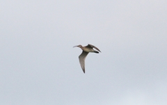 Numenius phaeopus variegatus