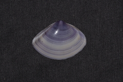 Austromactra contraria