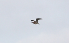 Numenius phaeopus variegatus