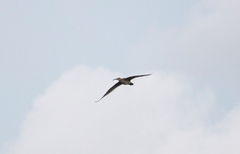 Numenius phaeopus variegatus
