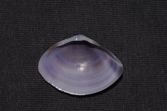 Austromactra contraria