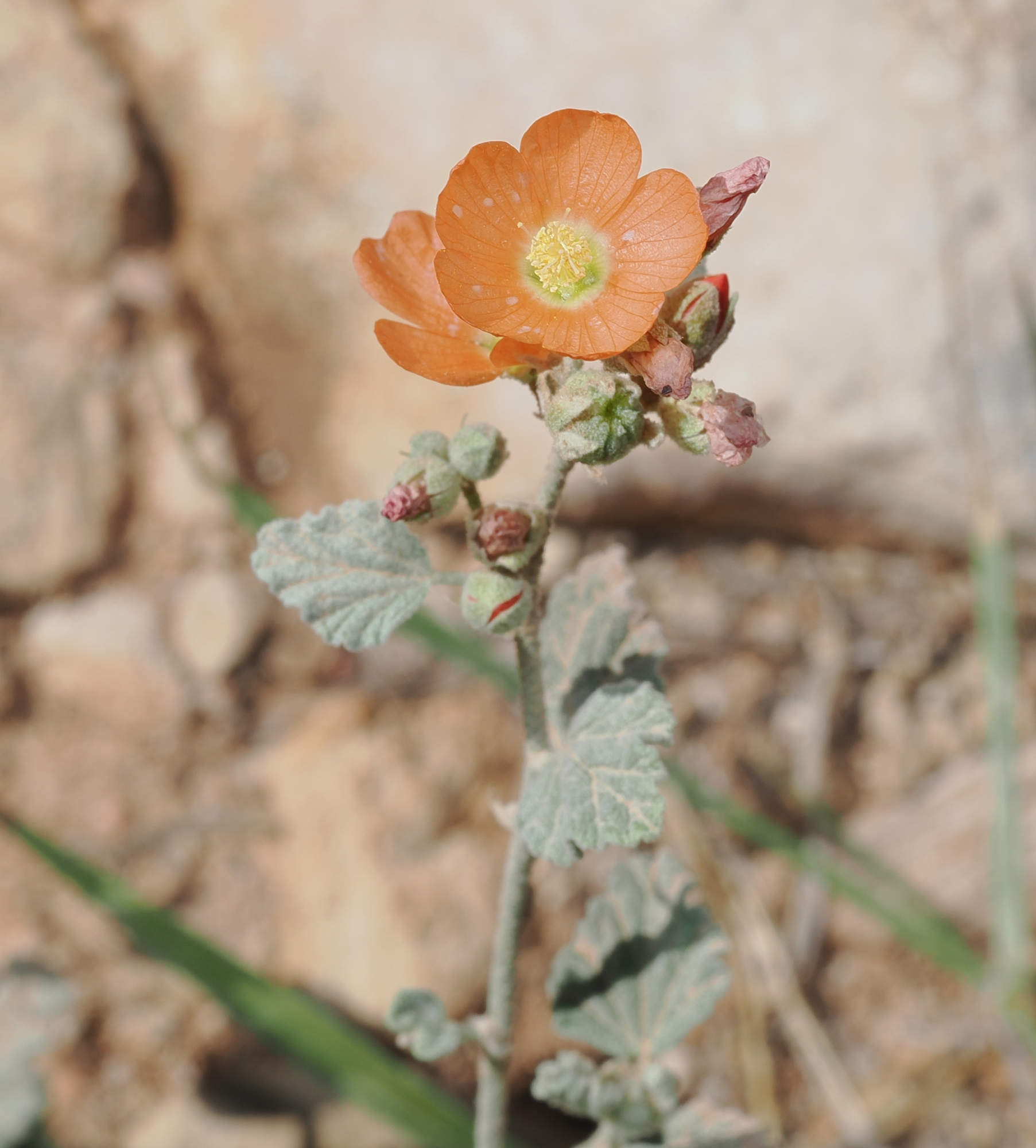 Sphaeralcea parvifolia