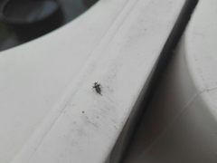 Megamelus scutellaris