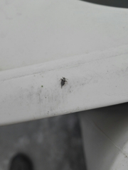 Megamelus scutellaris