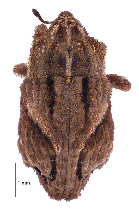 Tychanus verrucosus