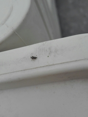 Megamelus scutellaris