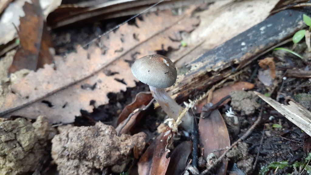 Cortinarius rotundisporus · July 2025 · photo: © aardvark04 (iNaturalist, cc0)