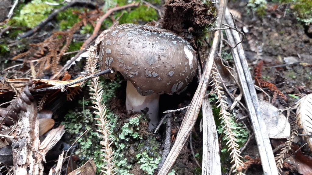 Russula griseoviridis · July 2025 · photo: © aardvark04 (iNaturalist, cc0)