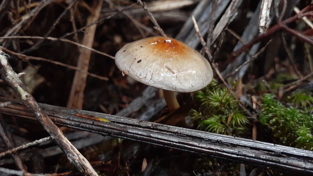 Cortinarius rotundisporus · July 2025 · photo: © aardvark04 (iNaturalist, cc0)