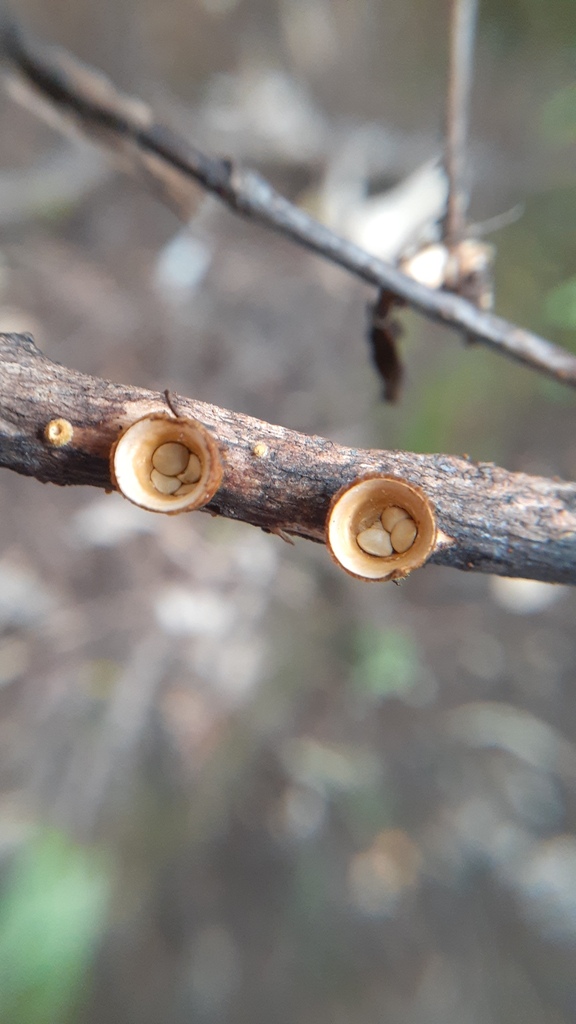Crucibulum simile · July 2025 · photo: © aardvark04 (iNaturalist, cc0)