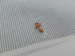 Camponotus importunus