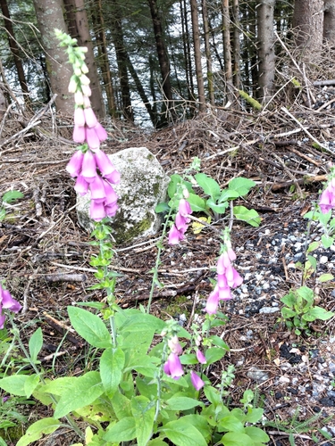 purple foxglove