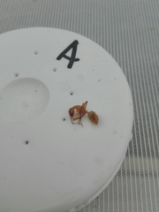 Camponotus importunus