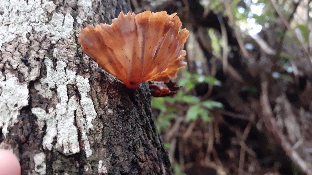 Podoscypha petalodes · July 2025 · photo: © aardvark04 (iNaturalist, cc0)