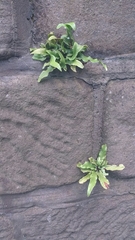 Asplenium scolopendrium