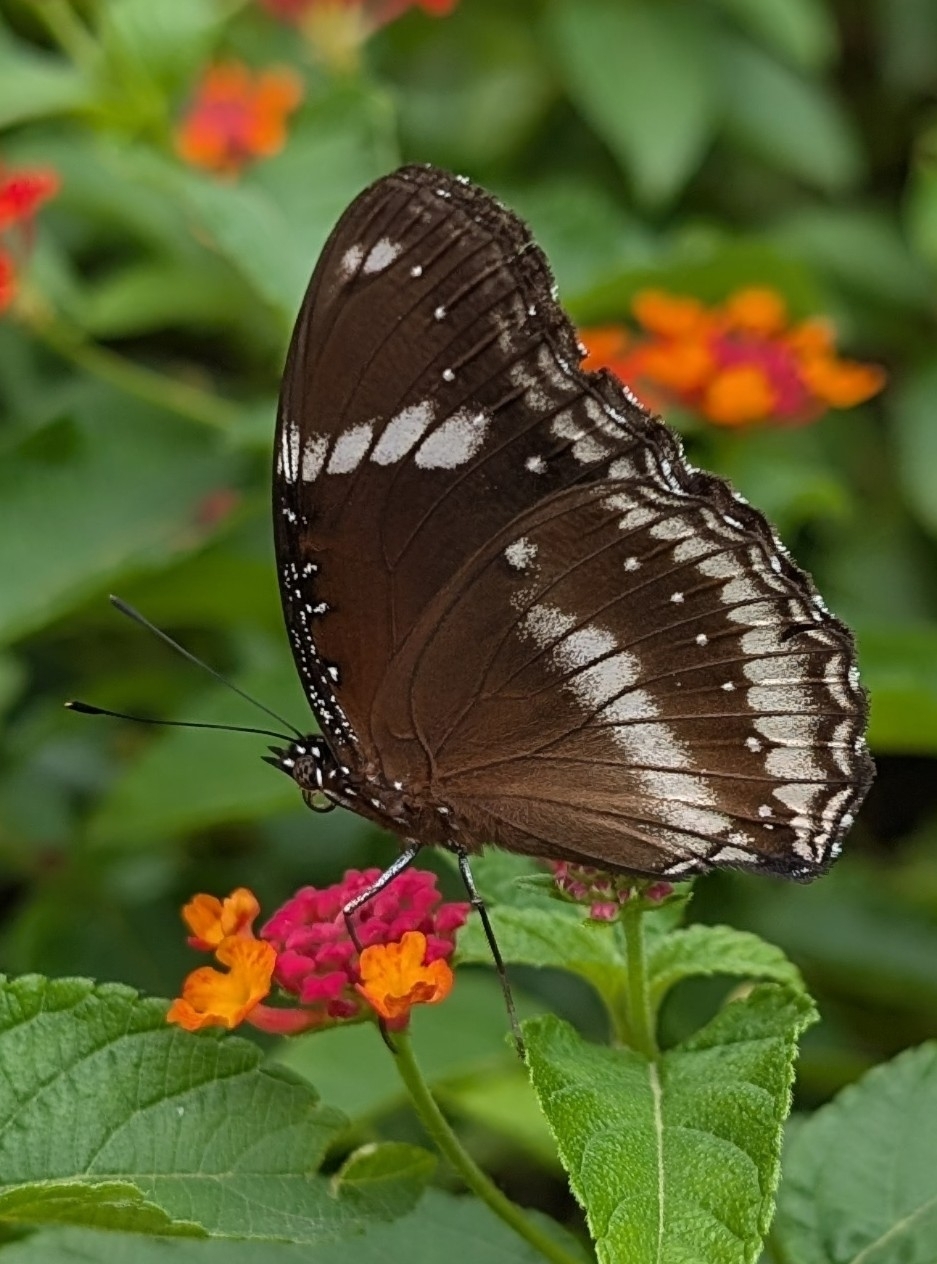 Great Eggfly