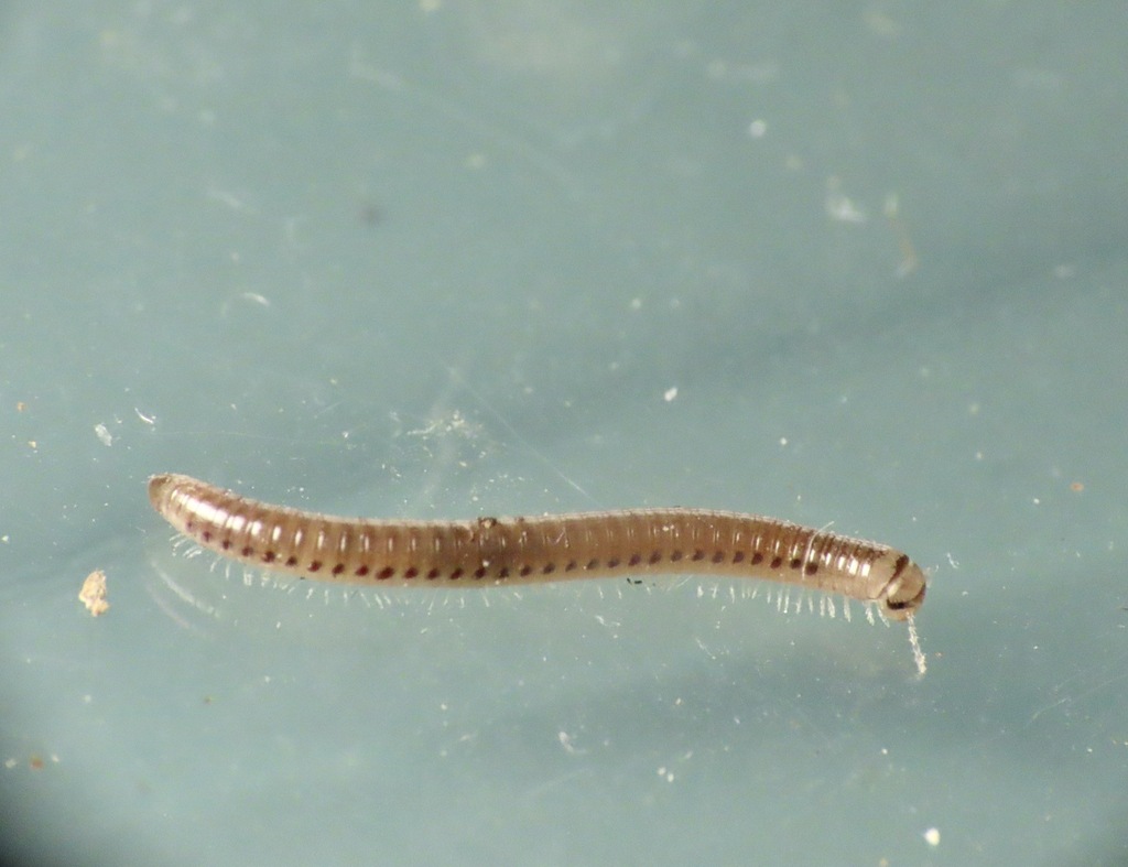 Juk Insect Julidae from Sitka, AK, USA on June 27, 2025 at 02:58 PM by rolandwirth ...