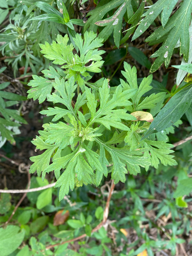 Indian wormwood