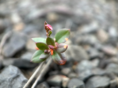 Austin's knotweed (Polygonum austiniae)