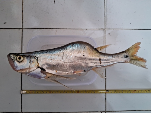 Sword minnow (Macrochirichthys macrochirus) — Cyprinidae — 3