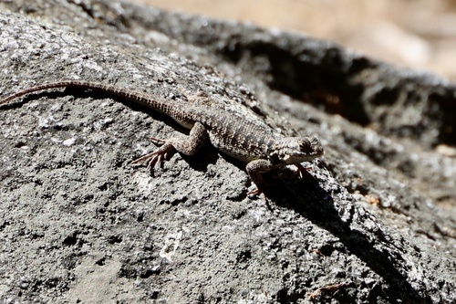 iNaturalist observation photo of Western Fence Lizard