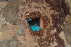 Psilopogon rafflesii