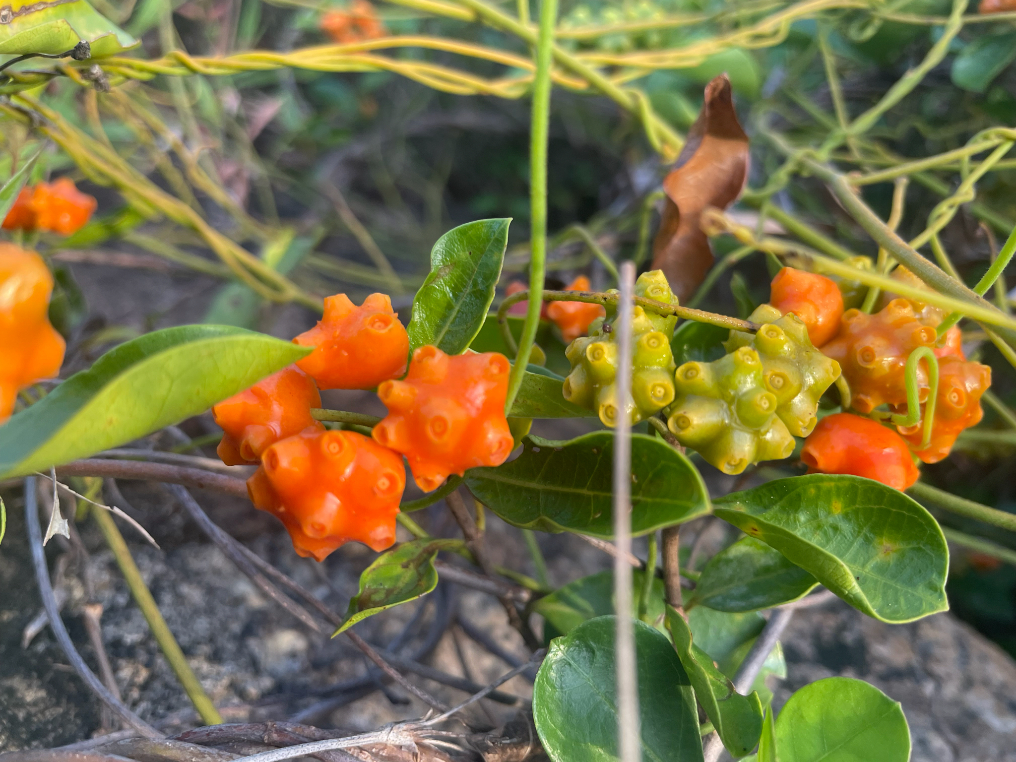 Gynochthodes parvifolia (Gynochthodes parvifolia)