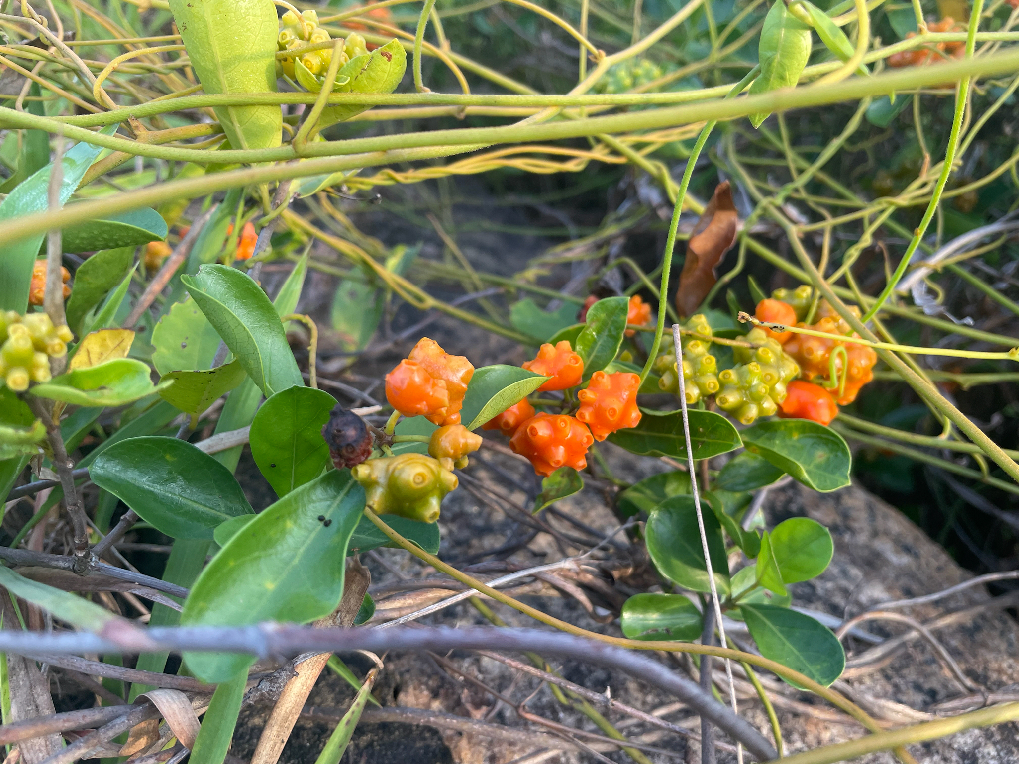 Gynochthodes parvifolia — ảnh 2