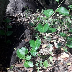 Ercilla spicata