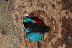 Psilopogon rafflesii