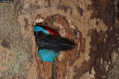 Psilopogon rafflesii