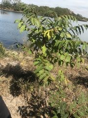 Ailanthus altissima