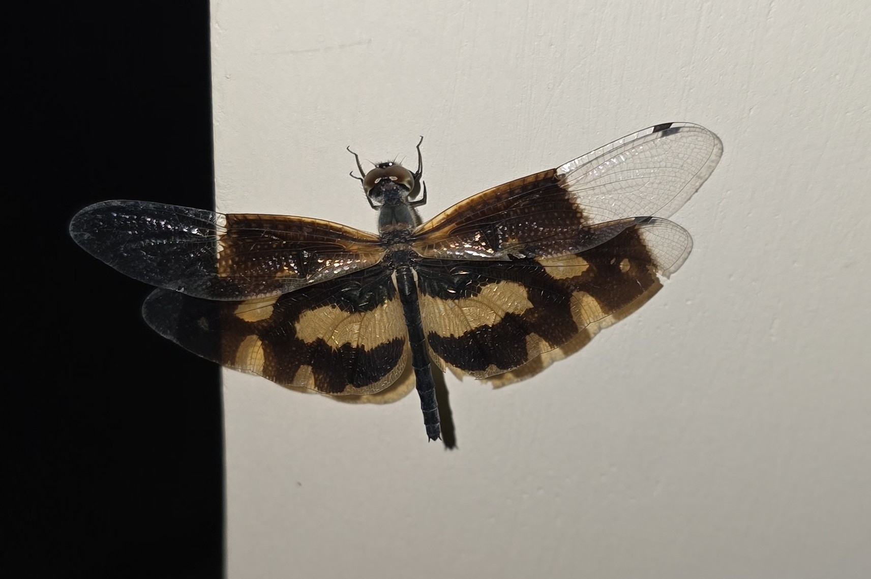 Common Picture Wing