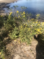 Solidago sempervirens