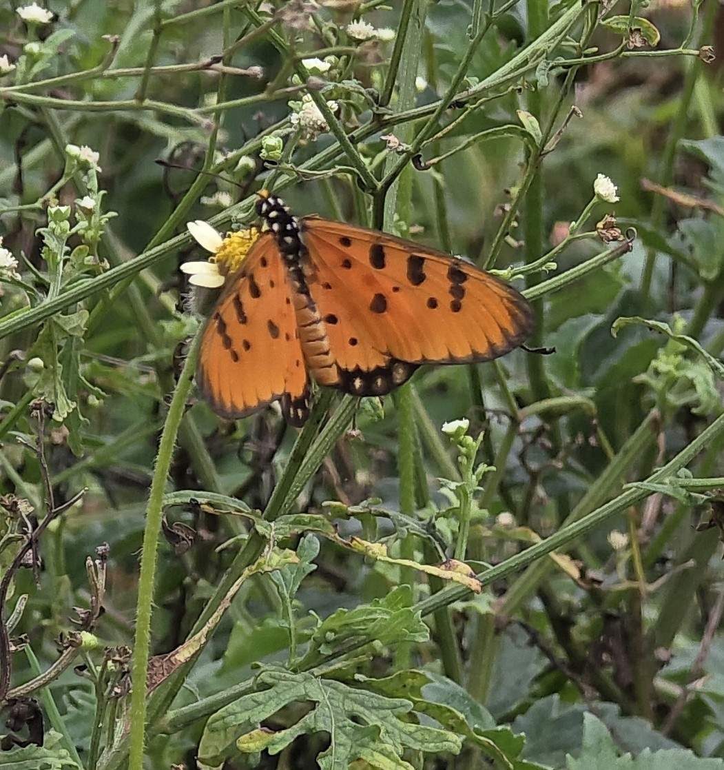 Tawny Coster