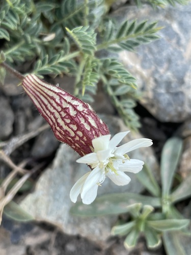 Silene rhynchocarpa