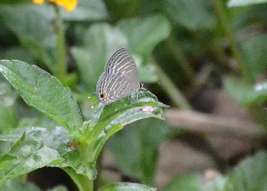 Common Cerulean