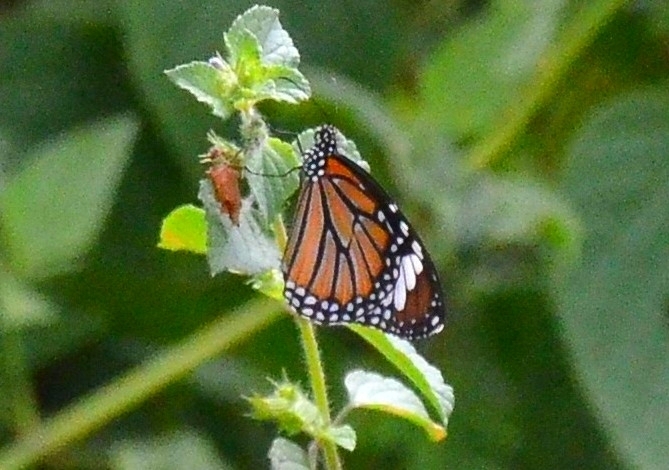 Striped Tiger