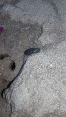Armadillidium vulgare