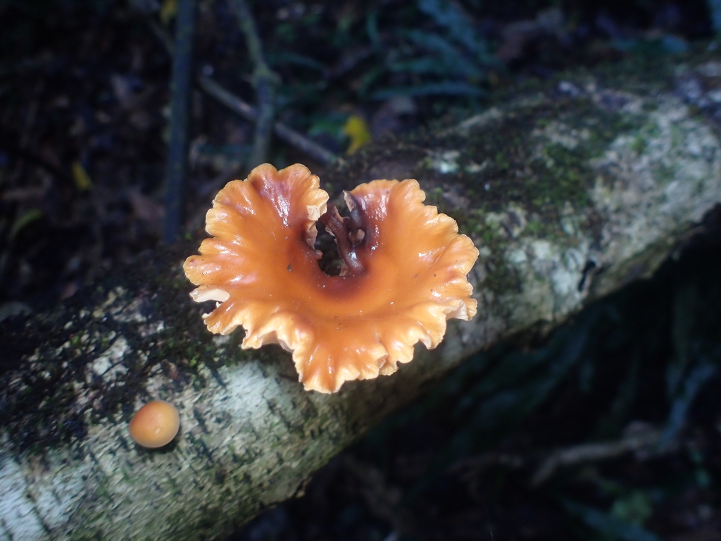 Flammulina velutipes · July 2025 · photo: © pdbellbutler (iNaturalist, cc-by)