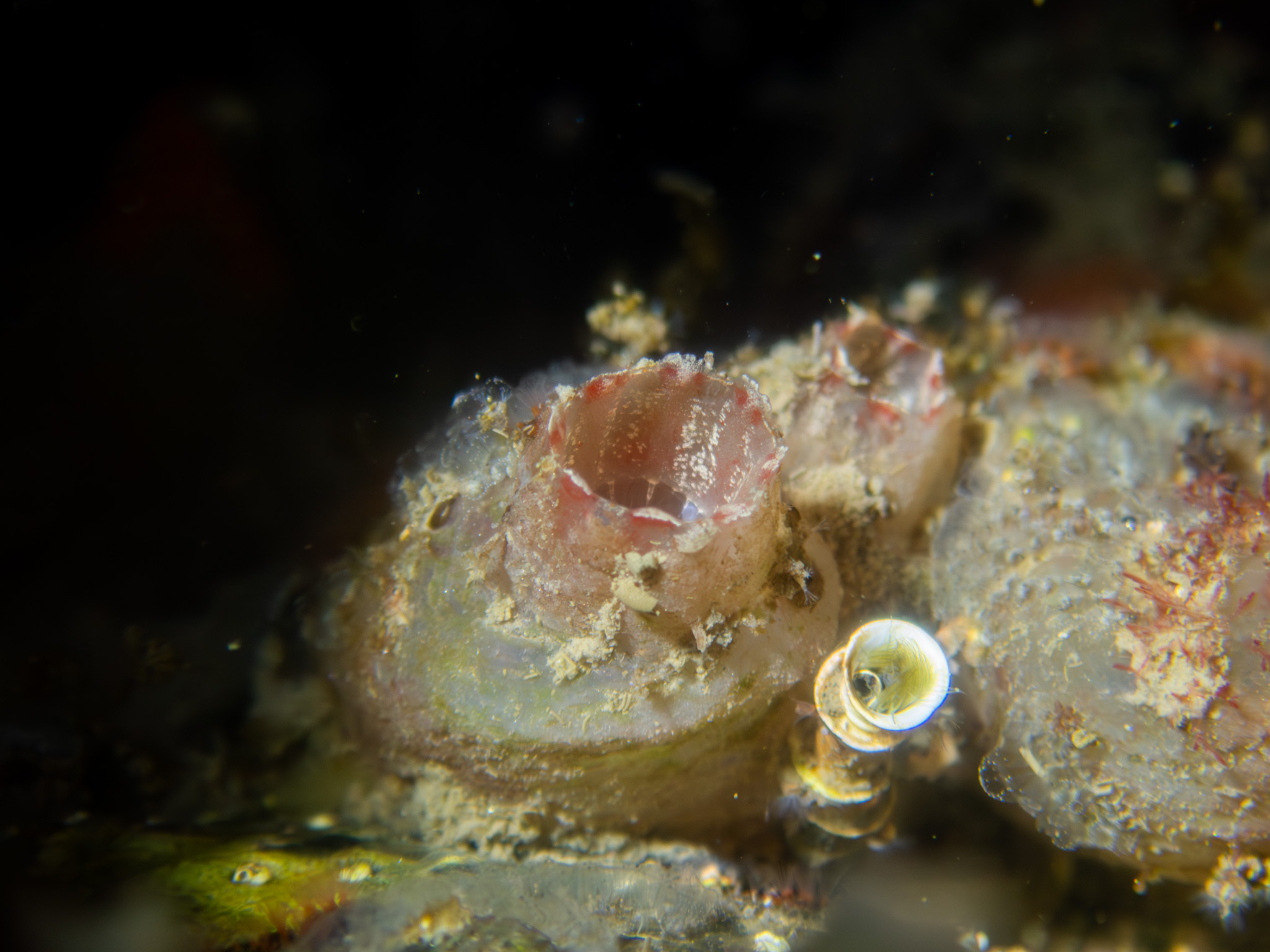 Ascidiella aspersa (Müller, 1776)