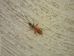 Chauliognathus limbicollis