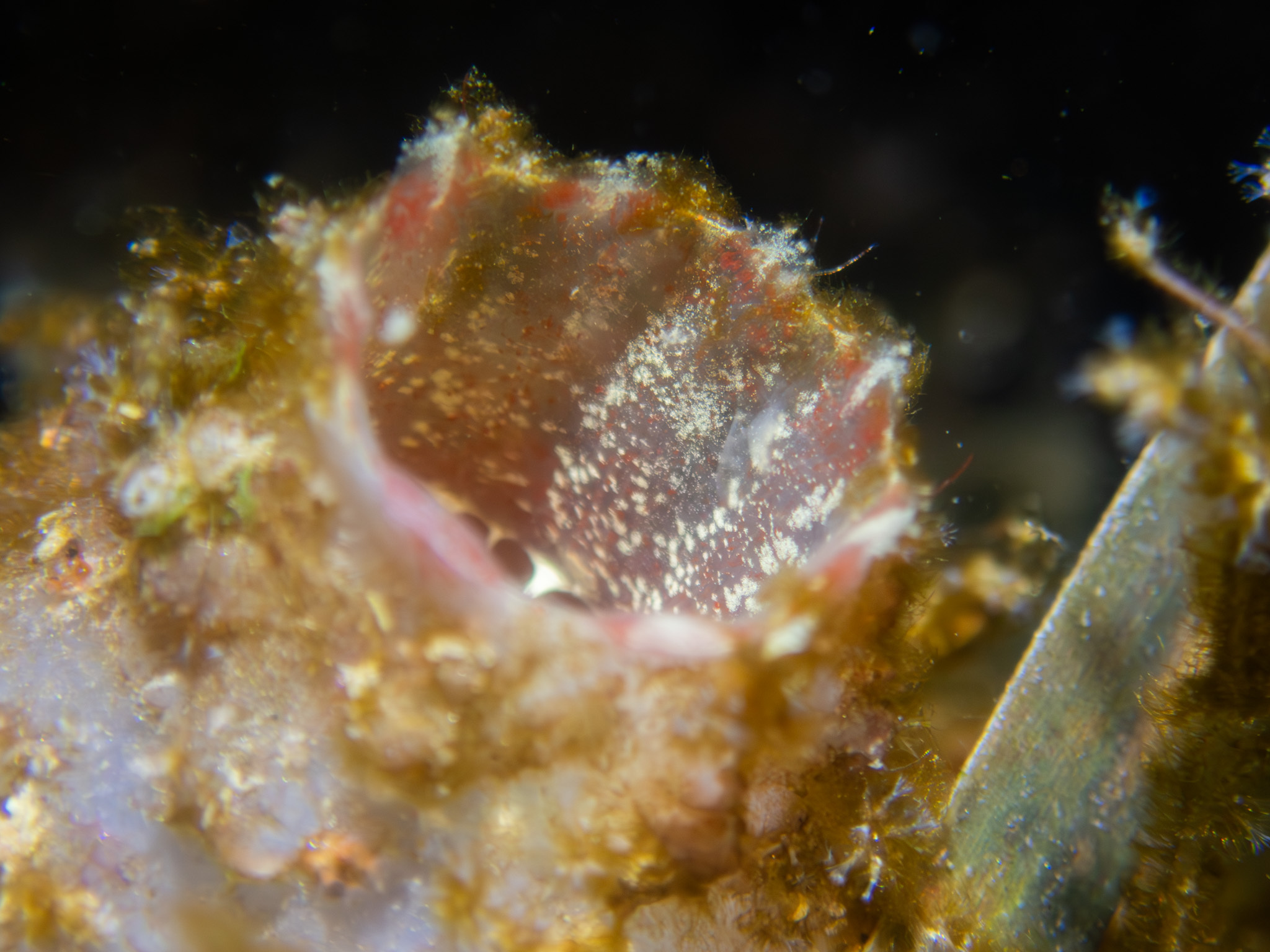 Ascidiella aspersa (Müller, 1776)
