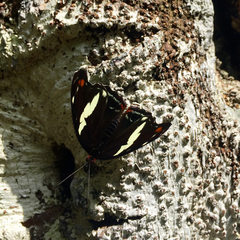 Catonephele numilia esite