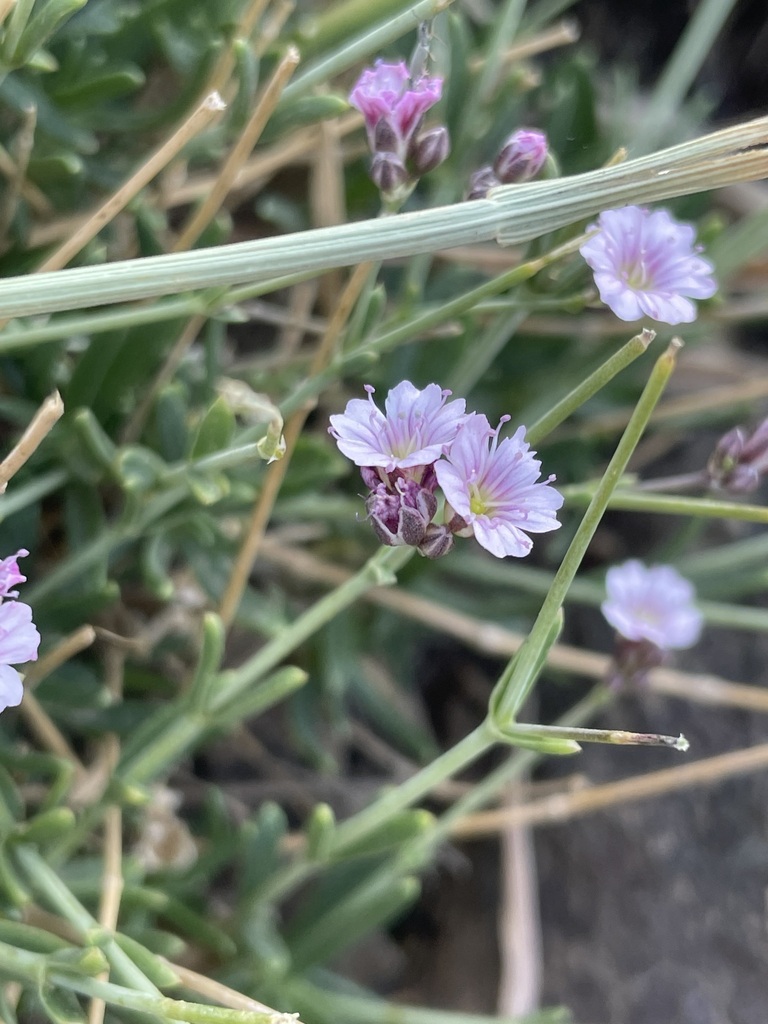 Gypsophila nabelekii