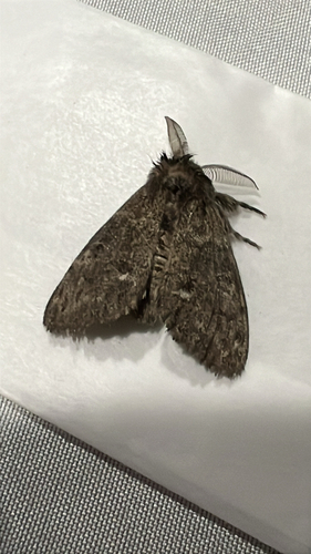 Grizzled Tussock Moth photo 3
