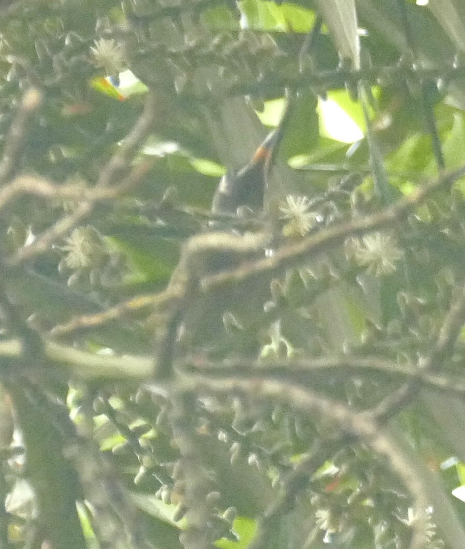Bridled Honeyeater (Bolemoreus frenatus), photo 8
